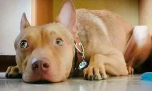 羊奶|狗狗这几种反应，都说明它“吃醋了”