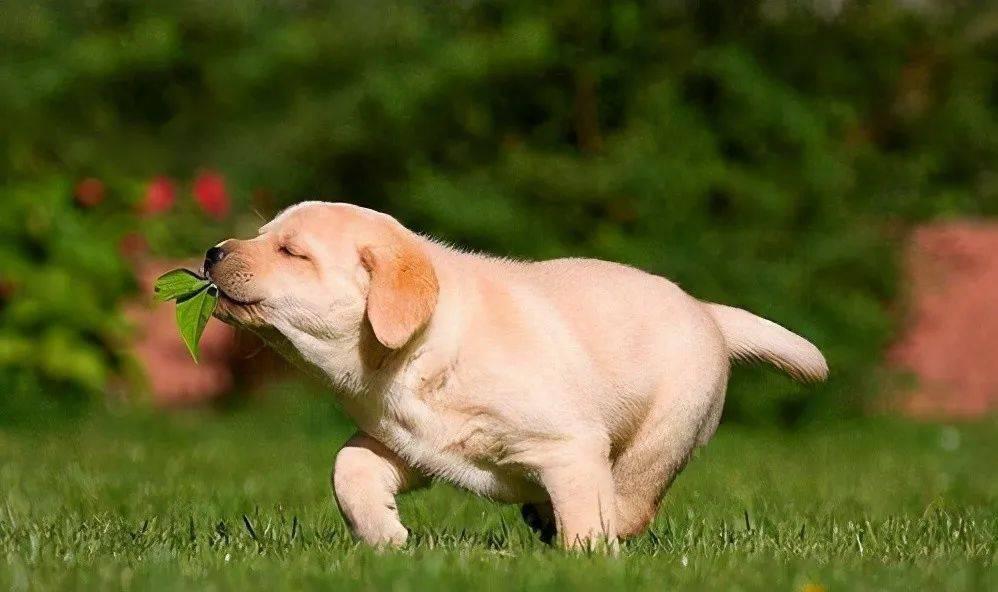 食欲|狗狗最喜欢这7件事,铲屎官多做,它会越来越爱你的