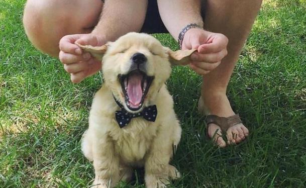 方法|幼犬的性格,活跃或胆小一测就知,你家狗适合你吗?