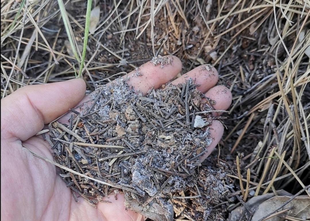 養花用松針土,3件細節要做好,否則對花卉生長不利