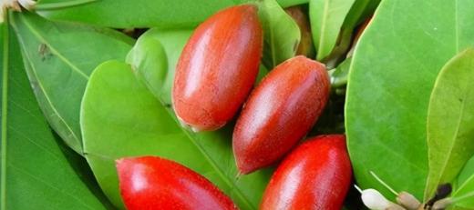 原创含甜蜜素的水果,大小似枸杞,1年结3次果1斤600元,认识吗