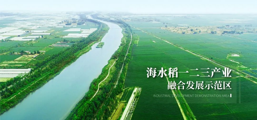 《人民日报》头版头条报道,种福田让海水稻产业造福于人!