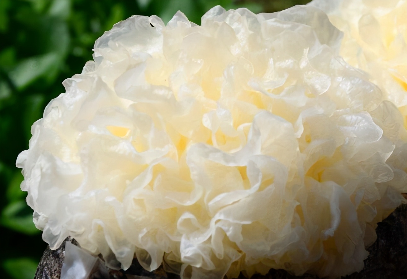 测后严选丨新鲜银耳也敢买不要命啦