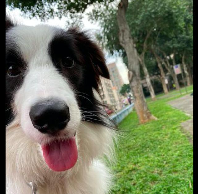 无辜|狗狗贪吃把头卡在了桶里,还一脸无辜的表情,在角色扮演太空狗?