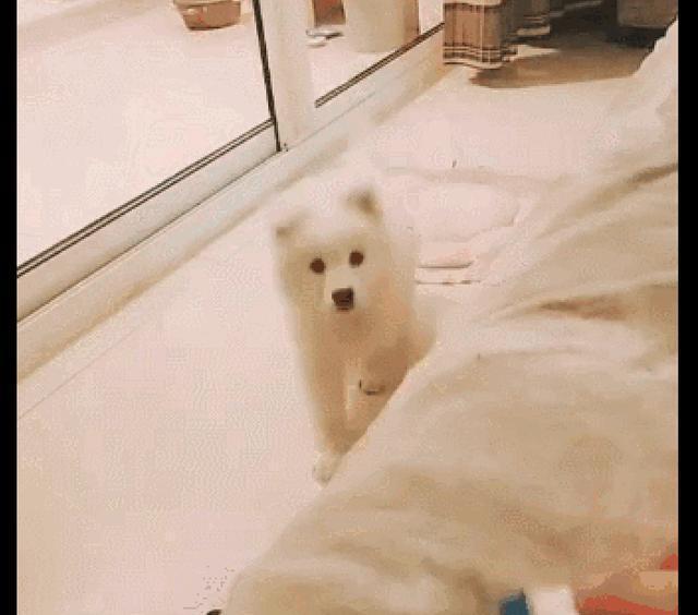 什么|主人还只是碰到零食包装袋, 睡觉的狗狗就立马醒了, 耳朵真灵啊!