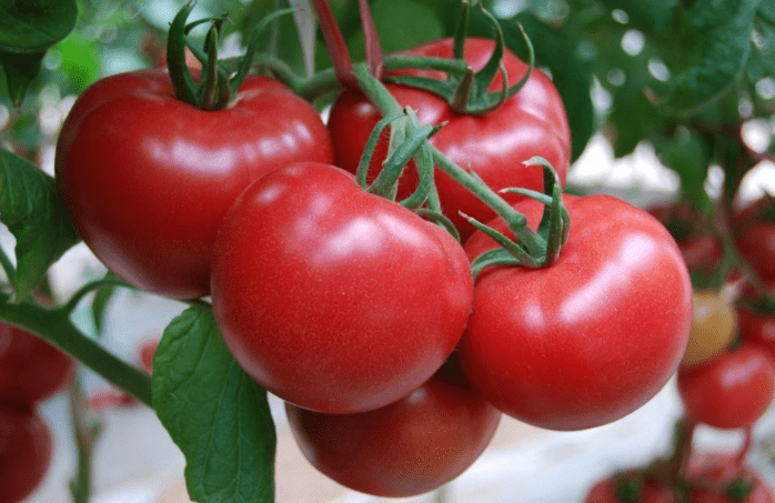 蔬菜|李兰娟:早上是养肝“黄金期”,吃好5种早餐,或对肝脏有帮助