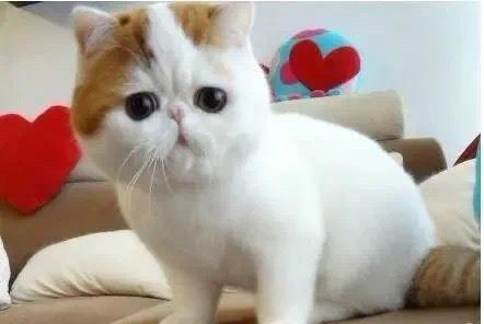 吃喝|主人头疼猫喝水总湿毛，给它穿猫式雨衣，猫费劲半天还是喝不到水