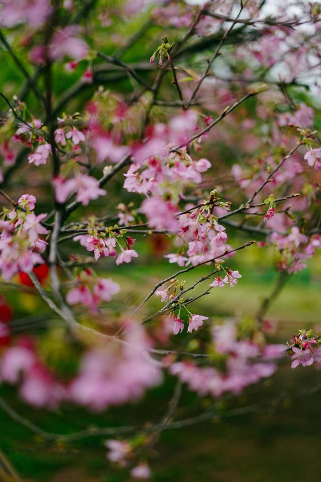 韶关居然可以看到樱花，不用去日本，在家门口就可以看到的美景