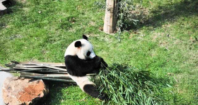 国宝大熊猫空降东北, 惊动了半个东三省, 吸引过来众多游客!