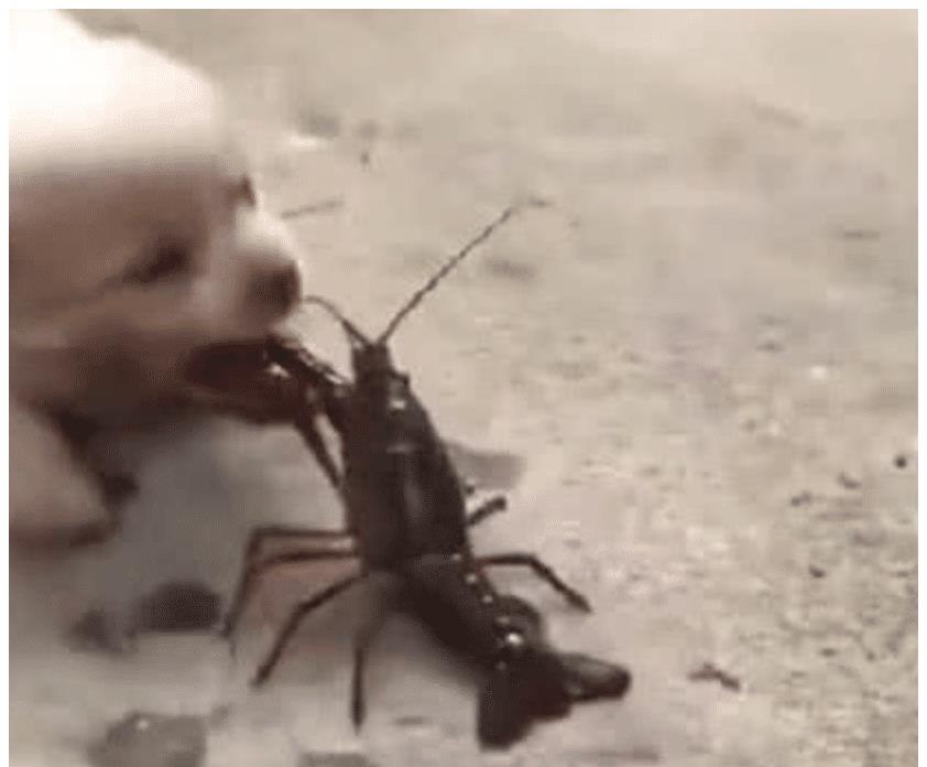 为什么有人喜欢虐动物 363f34524d1b4d629fa8d420be270d67.jpeg