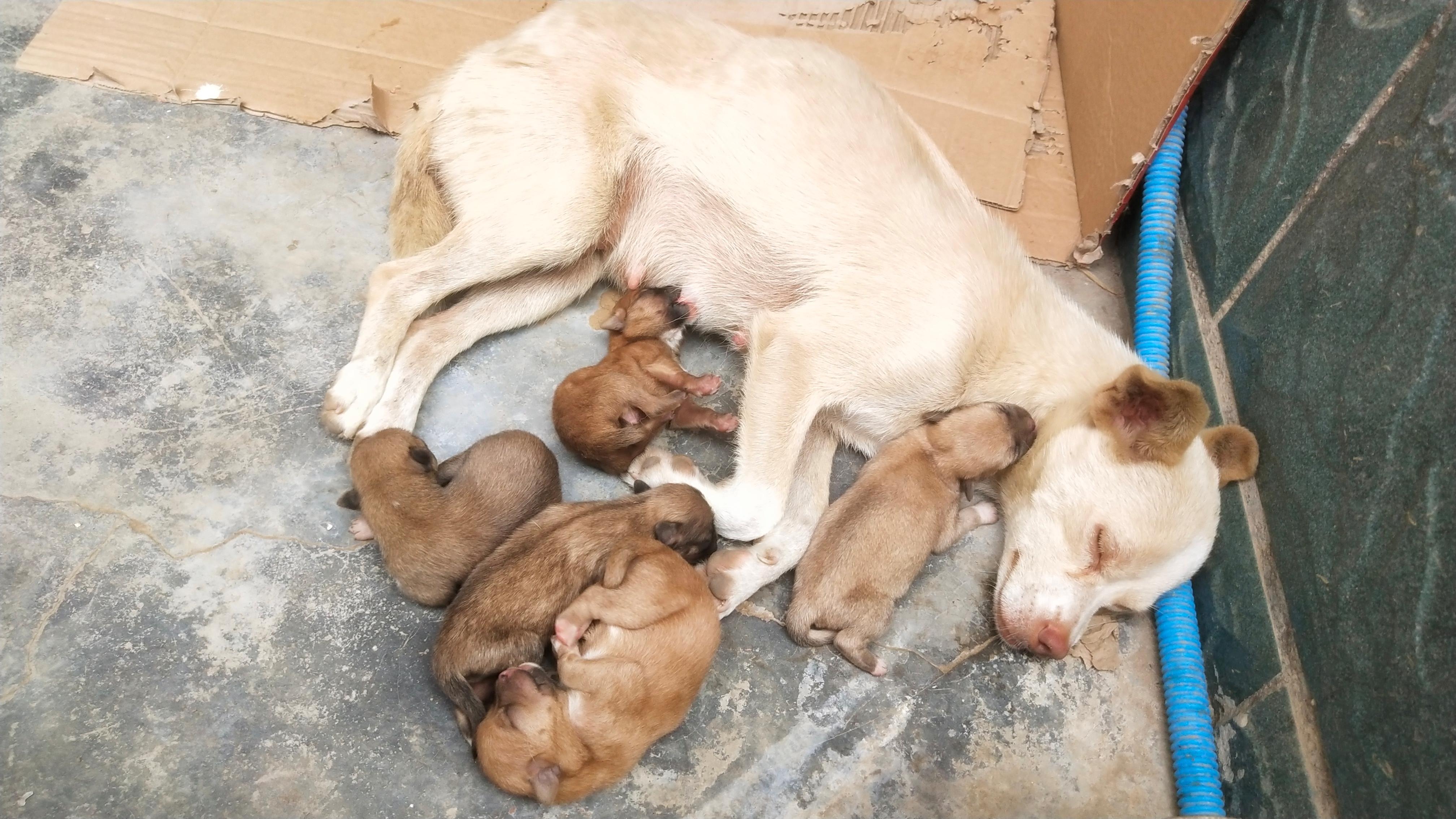 【養寵小知識】母犬生產完軟便怎麼辦_狗狗