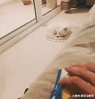 什么|主人还只是碰到零食包装袋, 睡觉的狗狗就立马醒了, 耳朵真灵啊!