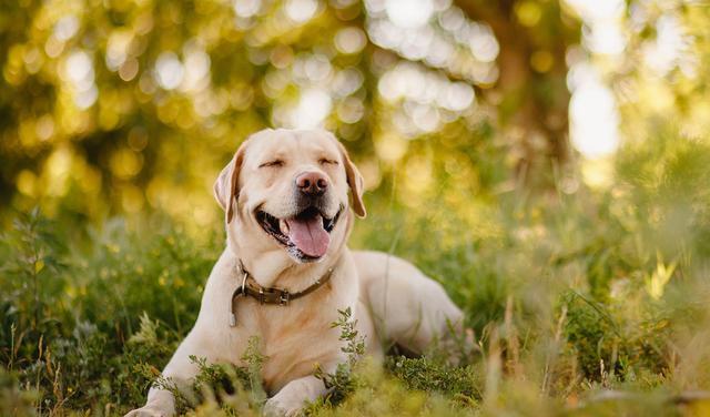 奖励|拉布拉多亲人又好养？但仍需要主人好好训练，该如何养好一只拉拉