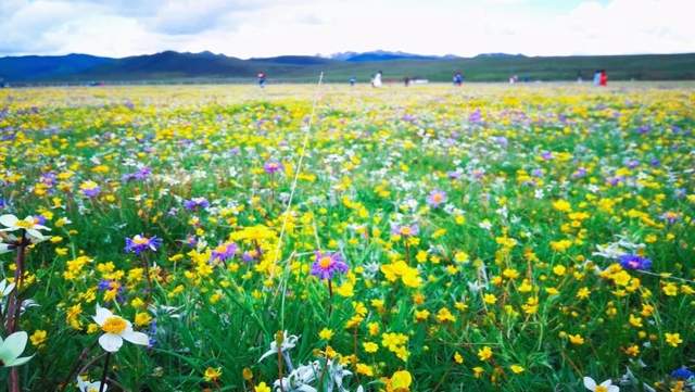 红原 赴一场夏日之约 草原