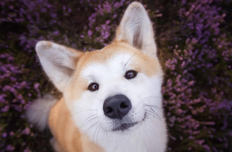 时间|狗狗跟主人特别熟之后, 也会有这3个“不好”, 会让主人抓狂!