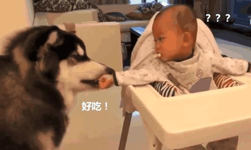 演技|狗狗抢小主人零食, 考验演技的时候到了, 我要告诉我妈妈