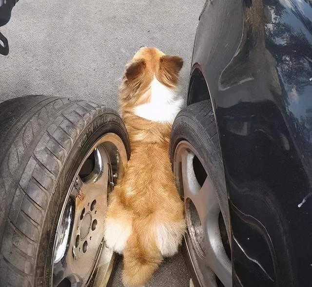猫咪|狗狗：不是说头过身体就能过吗？又骗三岁小柯基？屁股大有错吗？