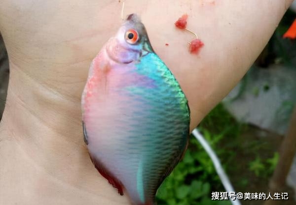 鳑鲏鱼最喜欢吃什么食物 dacf482042834c2fb45ab1d0b645dc3f.jpeg