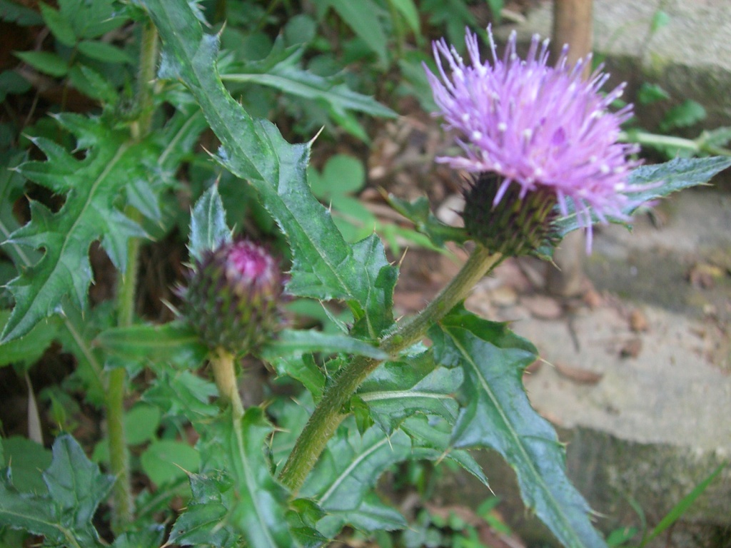 若长在您家房前屋后记得采叶子就好请别挖根价值真的好珍贵