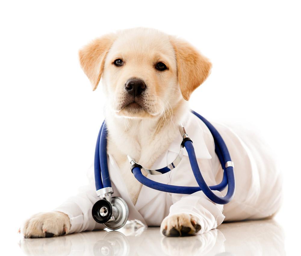 狗吃牛奶肚子胀怎么办