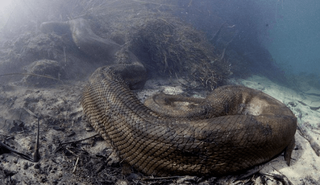 森蚺有多恐怖横行亚马逊雨林是真正的食物链王者