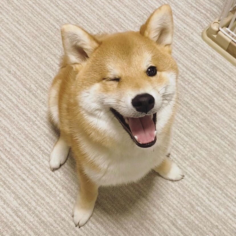 咨询|柴犬百科丨关于柴犬挑食的四个问题