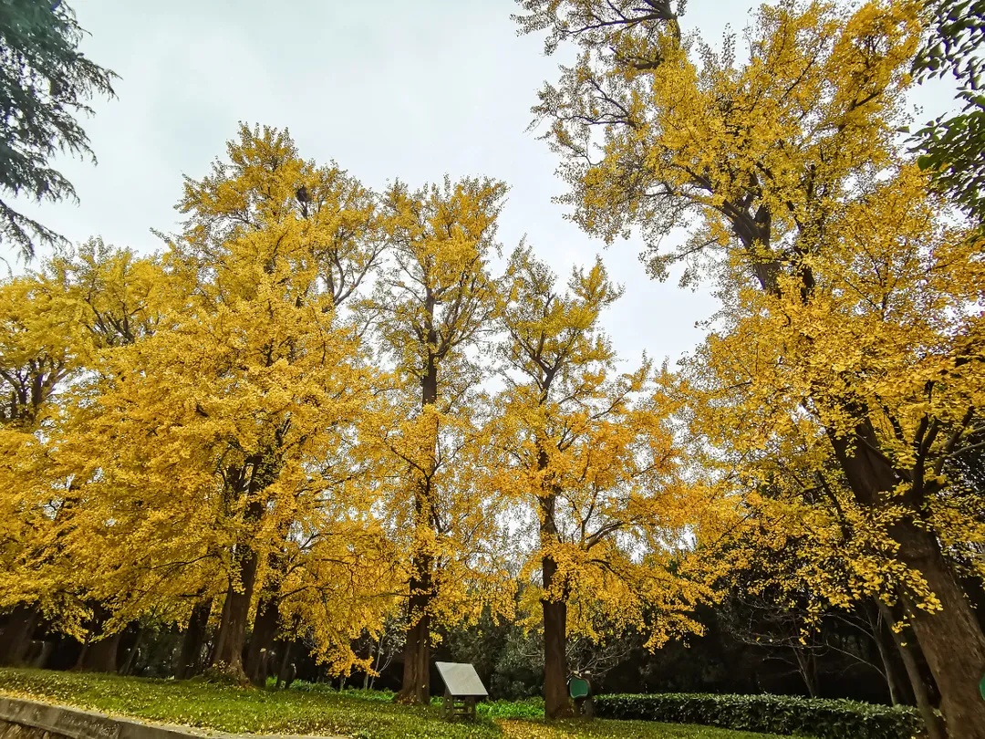 树名:银杏 树龄:240年 保护级别:二级 所在地点:上海宝山钢铁总厂