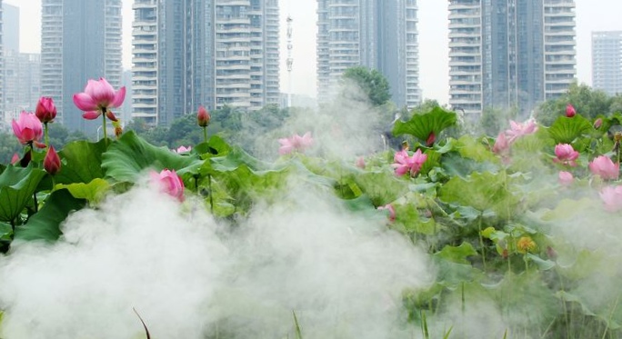 雾里看花花更美上一句