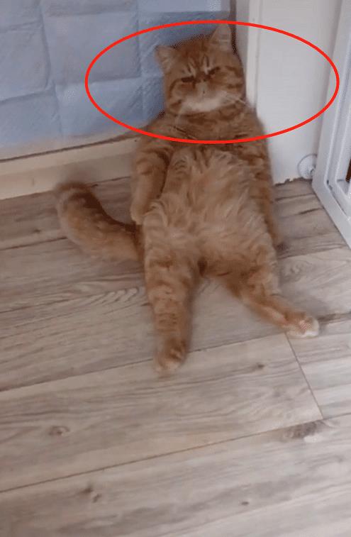 因为|橘猫“大佬瘫”，jiojio却无处安放，猫：我太难了