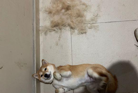 什么|网友给柴犬梳了一遍毛，它“暴瘦”了一圈，狗：这就瘦了？