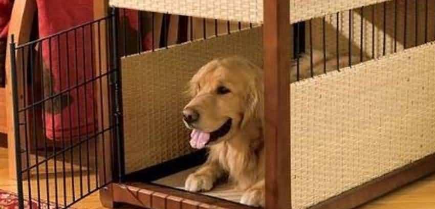 奖励|训练狗狗之前, 这五个细节一定要先了解, 能让你事半功倍