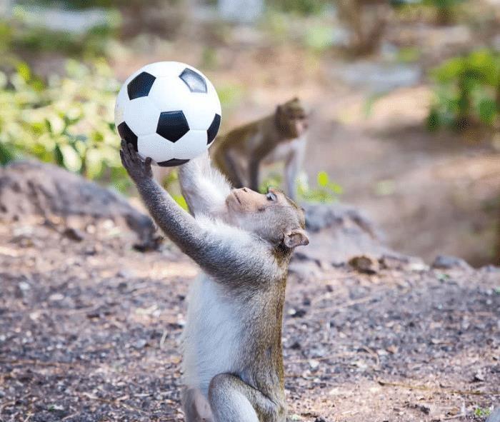 国内怎么养宠物猴 d39a57217bcc4bac8c12eb60199e0bd3.jpeg