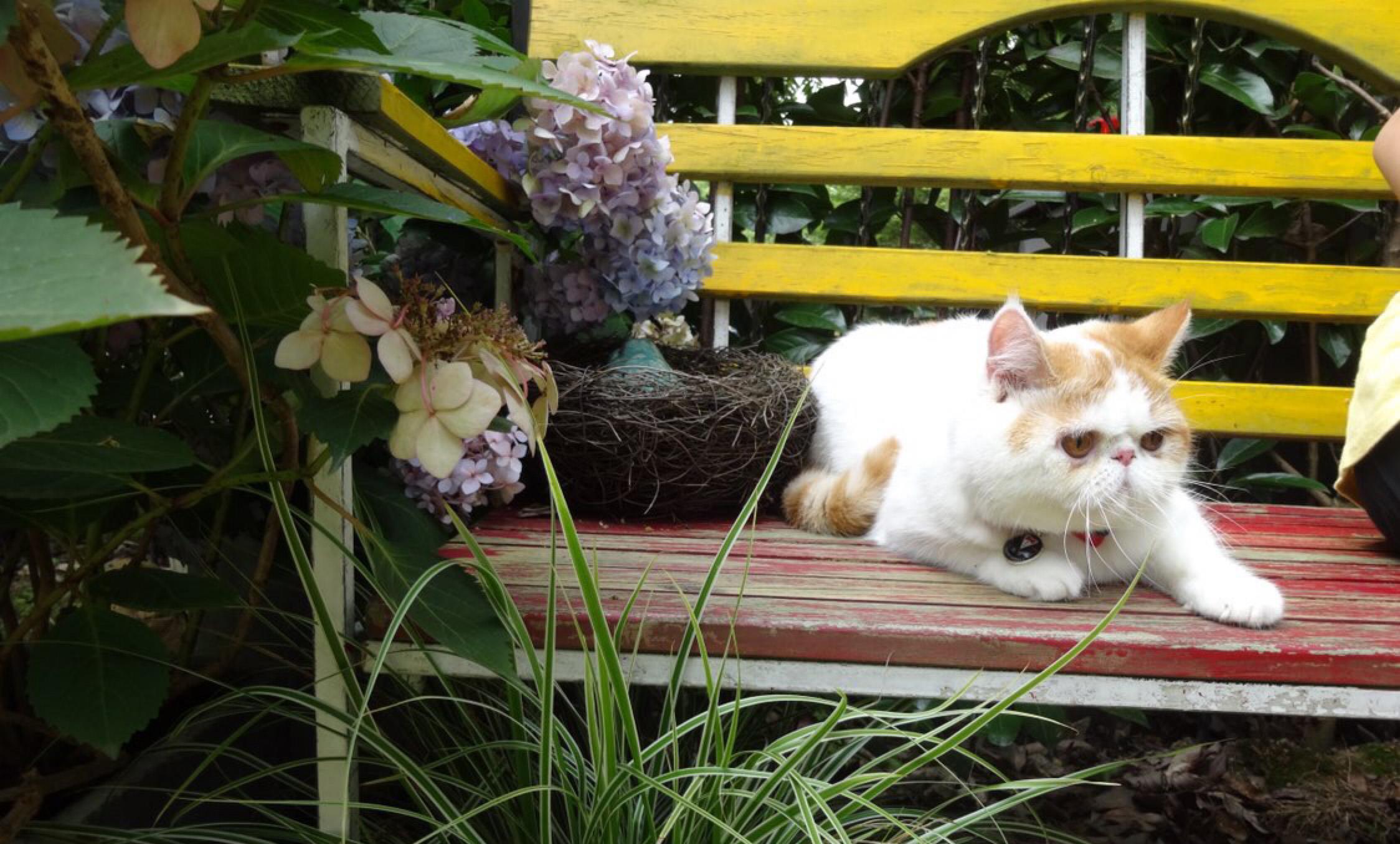 脸盘|加菲猫野外求生记！太萌了，谁说猫不能溜的逗死我了……