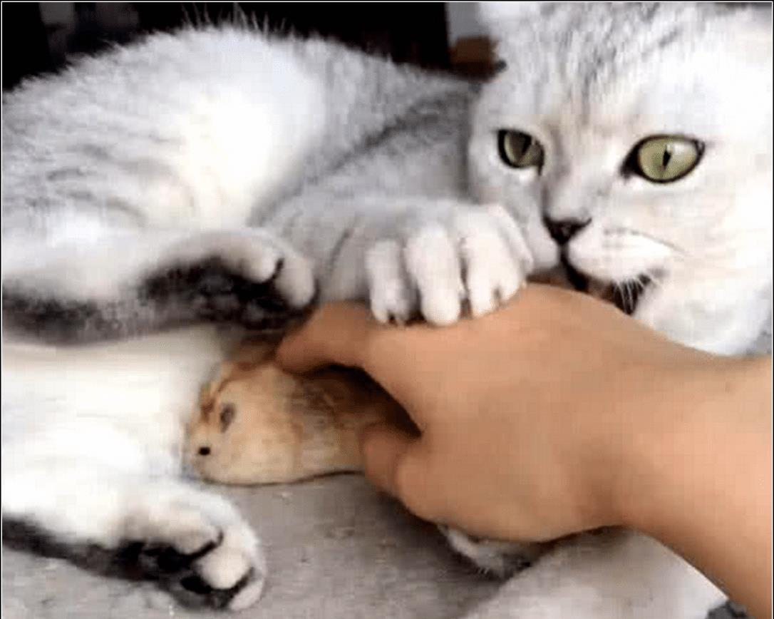 猫咪犯错 主人趁它睡着把仓鼠放猫咪身下 隔天去看时不淡定了 孩子