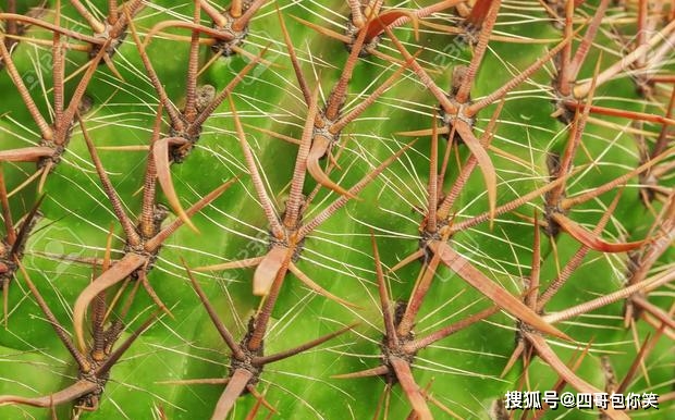 每個人可能都被植物的刺刺過,小時候光著腳丫子被荊棘刺,長大後採摘