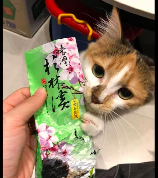生命|主人拿茶叶出来准备泡茶，猫咪却跑过来要吃：想偷吃零食？没门！