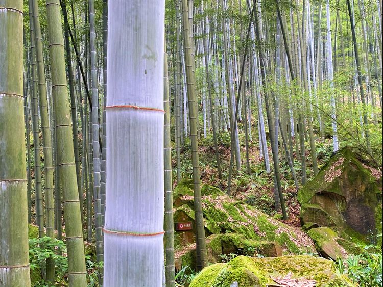 茶竹共生的罕见景观重庆永川茶山竹海