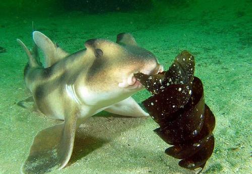 鲨鱼夹的威力有多大 2666b35dcb6744dab6b06fb5e4f85072.jpeg