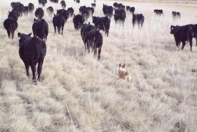 操作|柯基就只会卖萌么？那你就错了，它还有这种操作