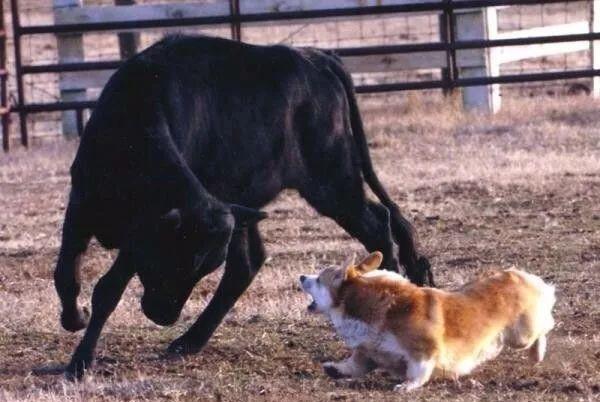 操作|柯基就只会卖萌么？那你就错了，它还有这种操作