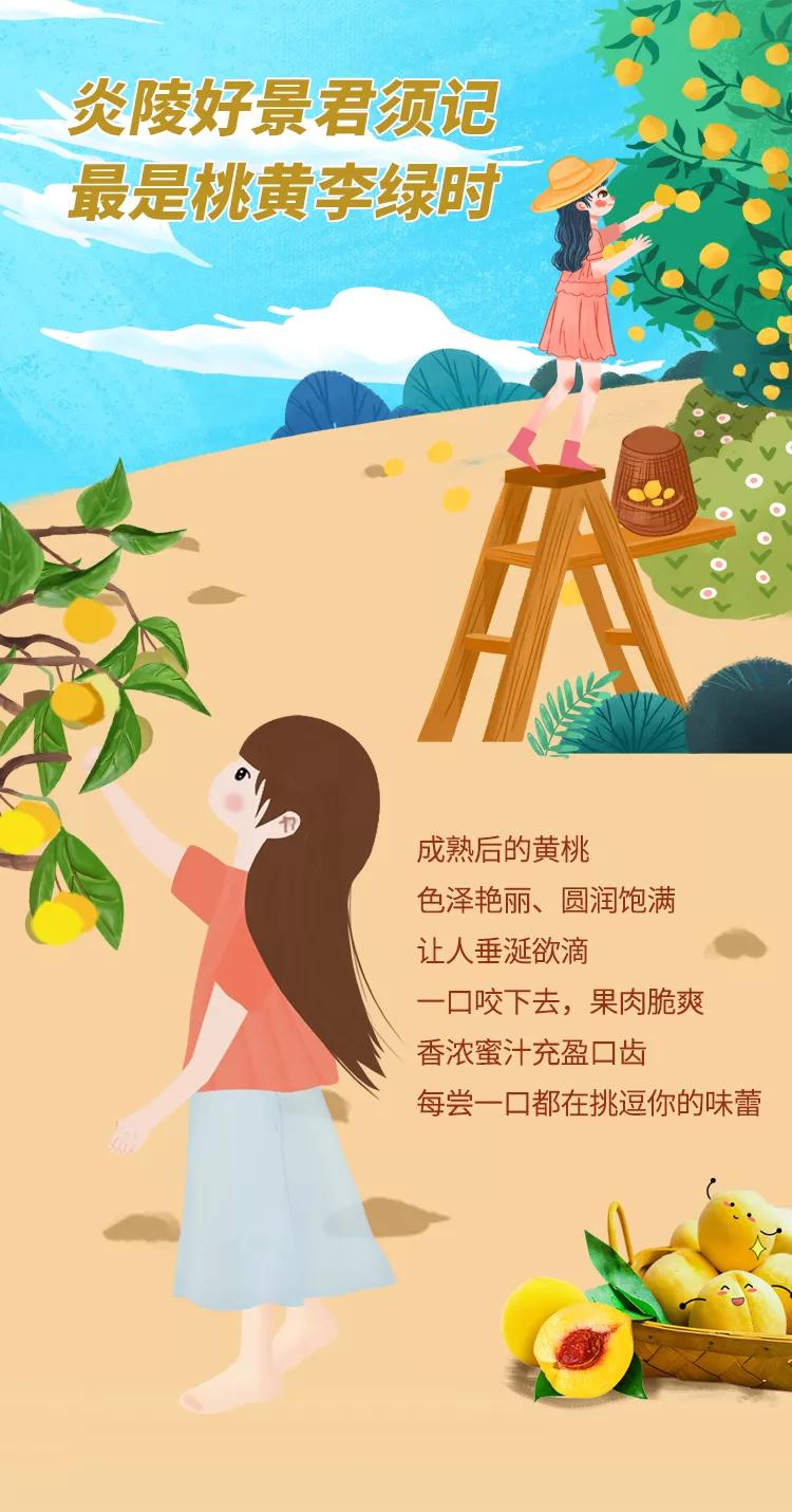 湖南人福利!炎陵黄桃现采直播,还能免费游英雄左权故乡——醴陵