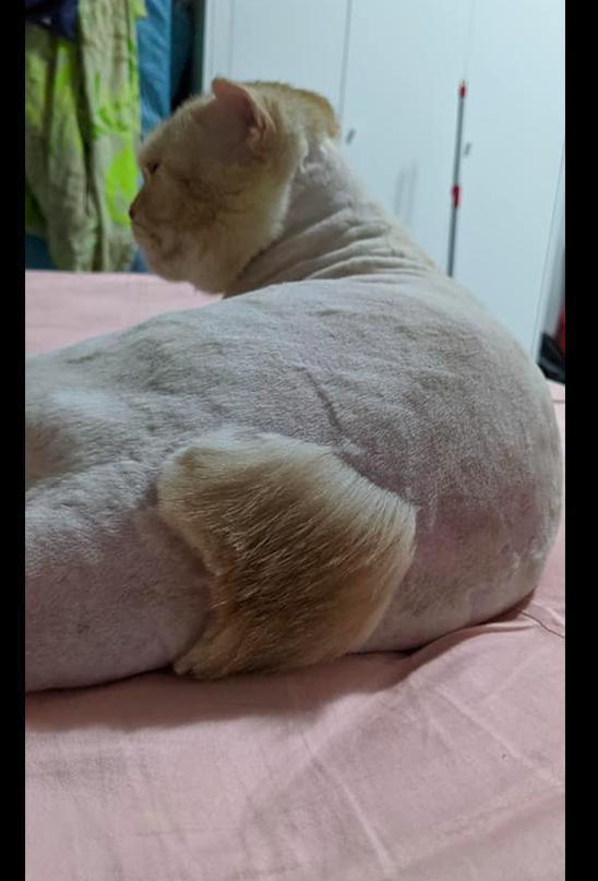 怎么给猫咪剪发毛 62f5c7b3af2c4620b9957f8ee1a3148c.jpeg