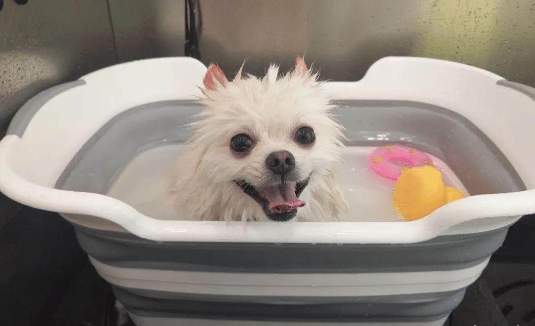 如何给狗狗剪指甲让狗狗配合 6cfb83aa0d5c4acfbb1f956de9c8652b.jpeg