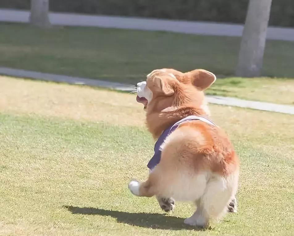 操作|柯基就只会卖萌么？那你就错了，它还有这种操作