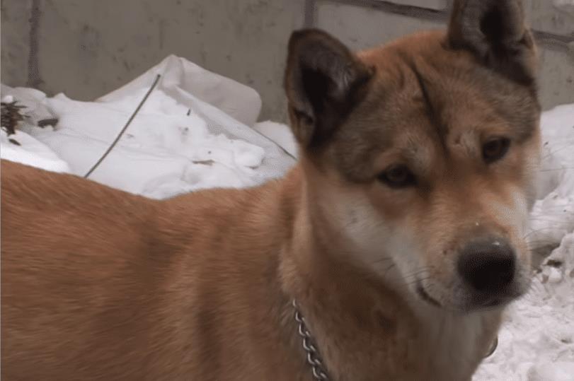 阿拉斯加 绑架 小狗 其中缘由让人心疼 可能只有母亲才能体会 妈妈