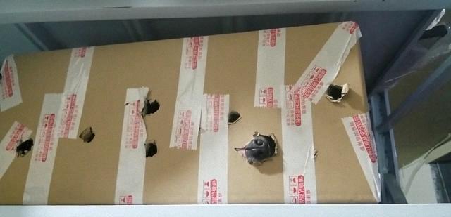 狗头|我把犯错的柯基关到纸箱里了, 没想到它居然啃出来了, 好牙口!