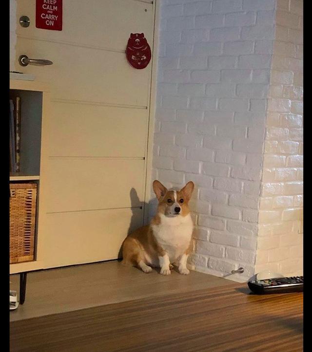 墙角|地震来了后，柯基躲在墙角秒变飞机耳！狗狗：房子塌了我住哪呀？
