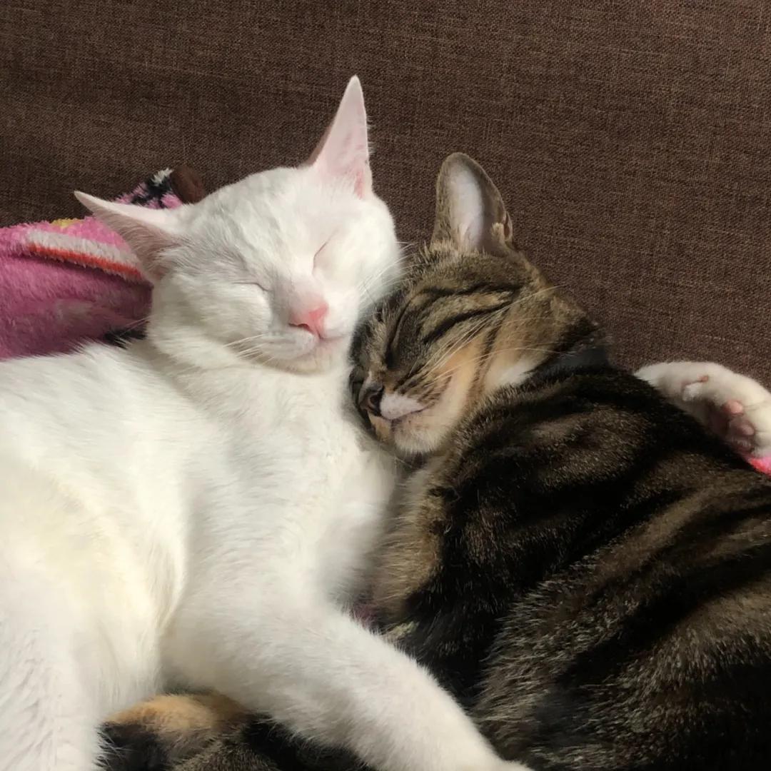 因为|吸完几百只猫猫狗狗,我们从中选出了30只最可爱的给你