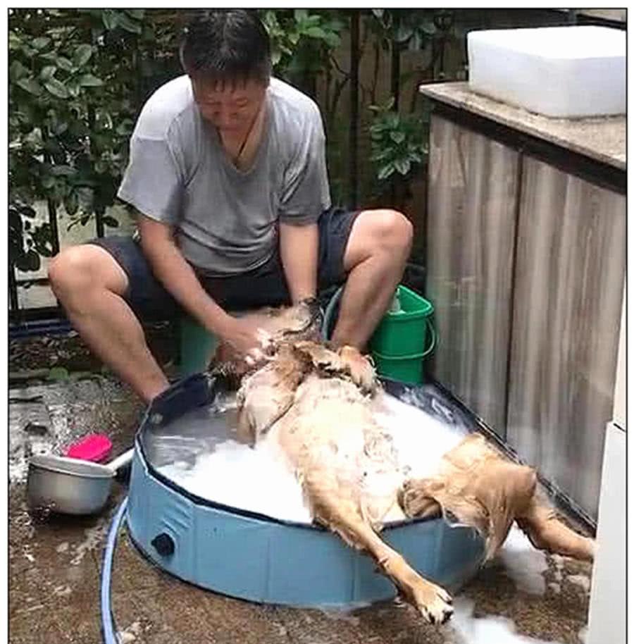 男子买只金毛，却遭到父亲惨骂，半年回去探亲，开门一看傻眼了
