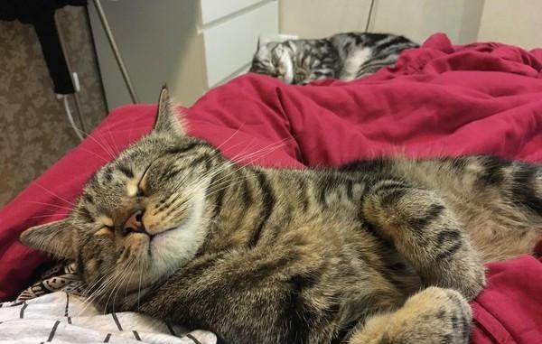 猫咪嘴里叼着一撮毛，还想卖萌装没事发生，主人却知道它又打架了